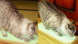 �~�[�����