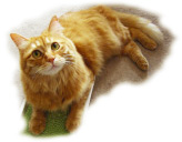 ���������@�ܓS�����